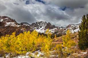 Aspens above Virginia Lakes-8863 Aspens above Virginia Lakes-8863